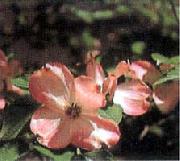ハナミズキの花の写真
