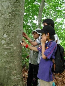 小学生がブナの木の水音を聞いている写真