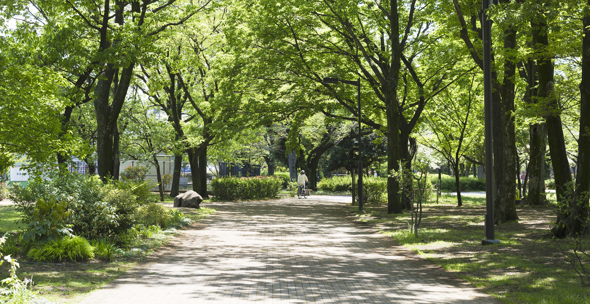 写真：都立武蔵野中央公園の新緑と木漏れ日の様子