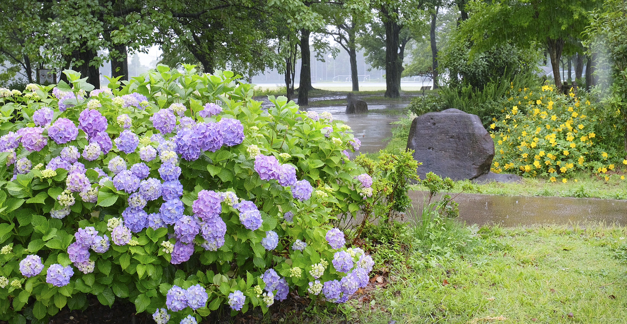 写真：都立武蔵野中央公園の紫陽花