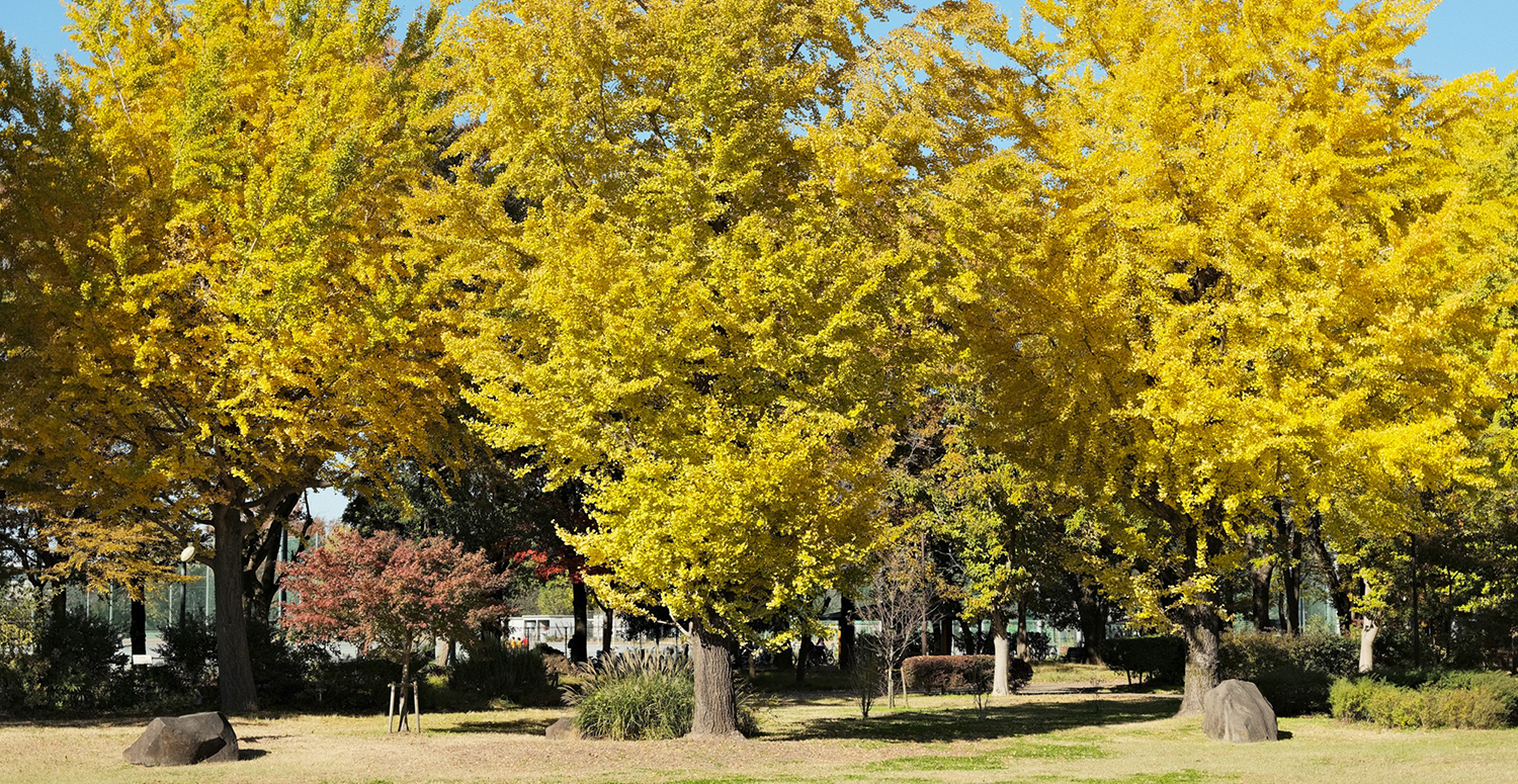 写真：中央公園の紅葉している銀杏の木々