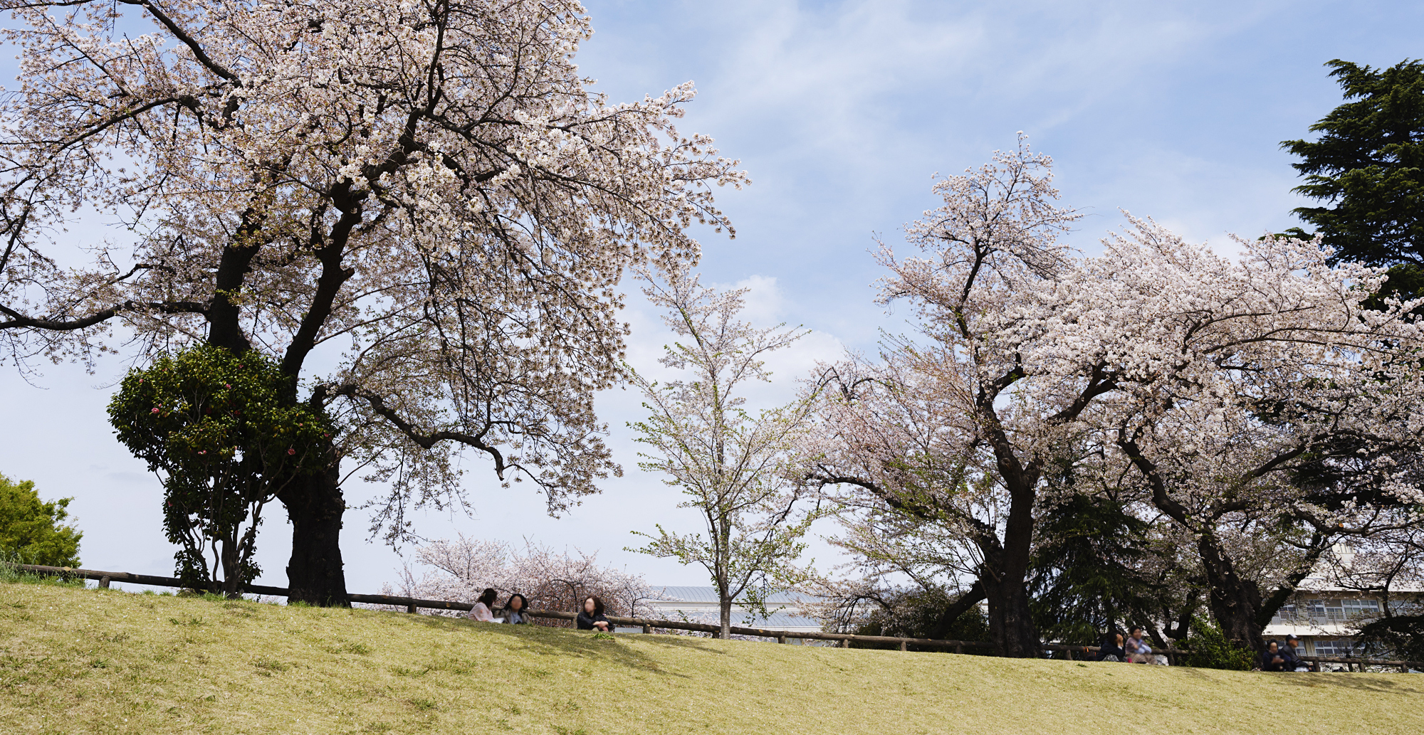写真：武蔵野陸上競技場の桜