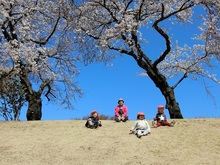 桜の写真