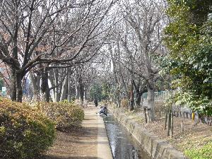 千川上水遊歩道の様子の写真