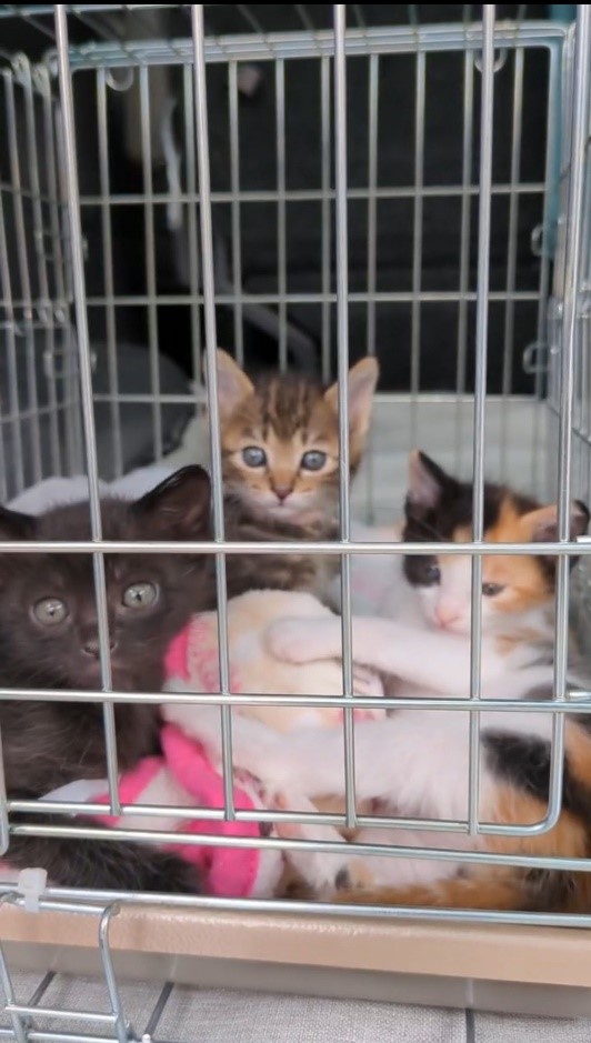猫の譲渡会の様子（2）