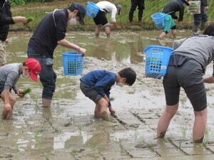 田植えの写真