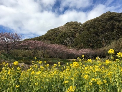 抱湖園の花々