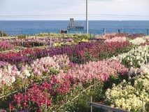 白間津の色あざやかな花畑の写真