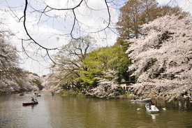 井の頭公園の写真