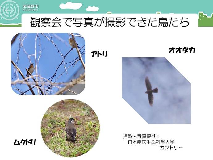 観察会で写真が撮影できた鳥たち　アトリ、オオタカ、ムクドリ　撮影写真提供「日本獣医生命科学大学カントリー」