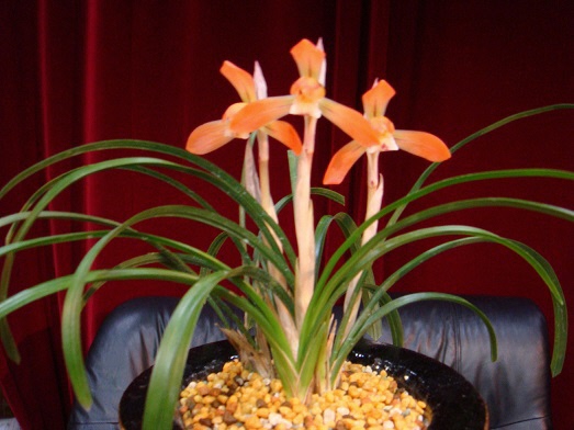 蘭の花の写真です