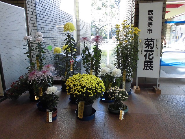 菊花展のロビー展示の写真