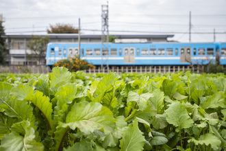 写真：農作物