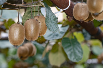 写真：農産物2