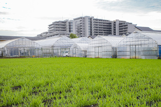 高橋さんの農産物の写真2