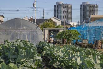 大坂さんの農産物の写真2