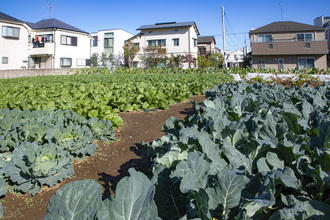 田中さんの農産物の写真2