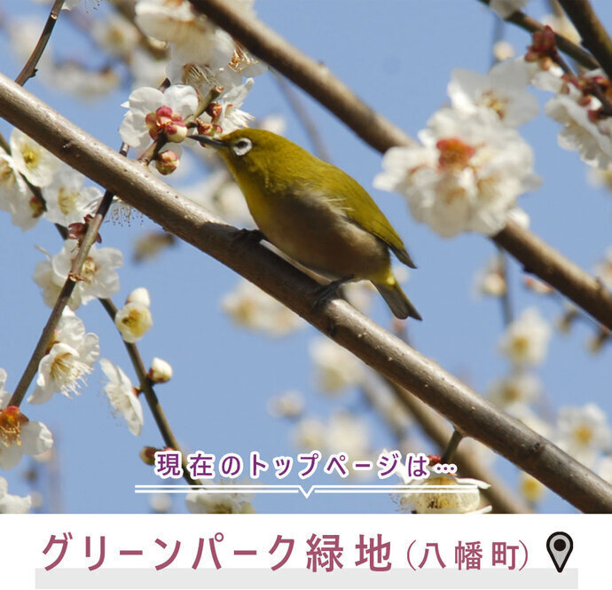 現在のトップページは...グリーンパーク緑地（八幡町）