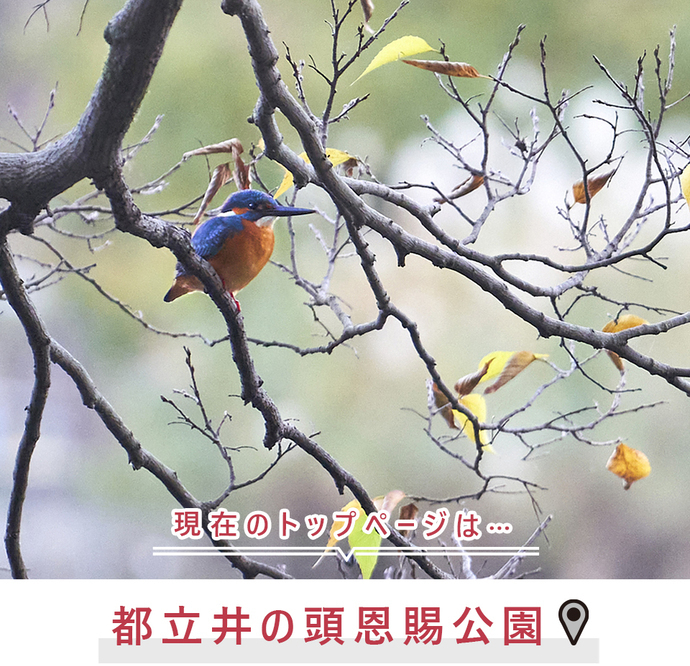現在のトップページは..都立井の頭恩賜公園