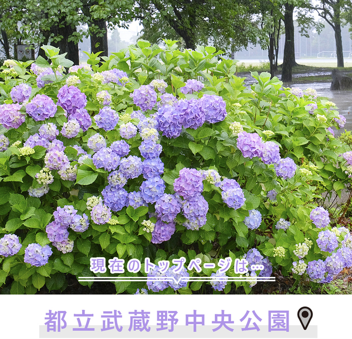 現在のトップページは..都立武蔵野中央公園
