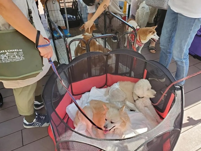 犬の譲渡会の様子(3)