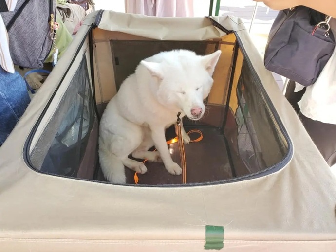 犬の譲渡会の様子（2）