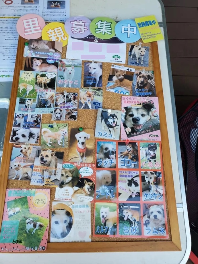 犬の譲渡会 パネル展示