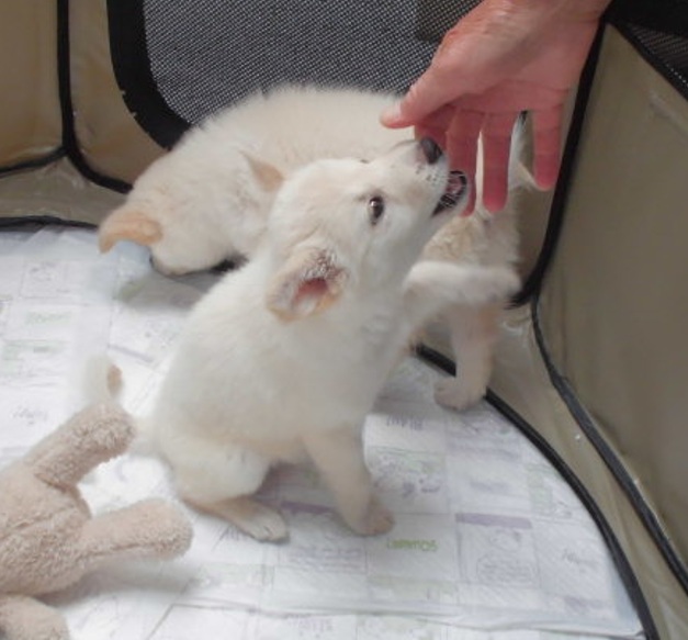 犬の譲渡会