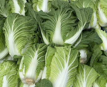 白菜の写真