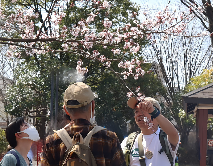 桜ガイドウォークイメージ画像