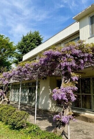 写真：青空と旧赤星鉄馬邸の藤棚