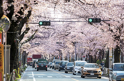 中央通り（市役所前）の桜並木