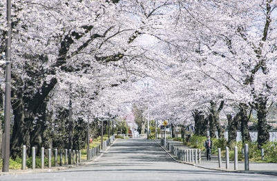 桜堤地域の桜並木