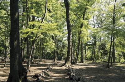 市立境山野緑地